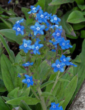 Cynoglossum. amabile - Chinese forget me not 750 seeds