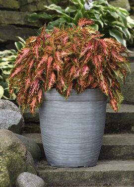 Coleus. Coral Candy 10 pelleted seeds