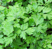 Herb Parsley Plain or French 500 seeds