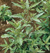 Herb Epazote Chenopodium ambrosioides 500 seeds