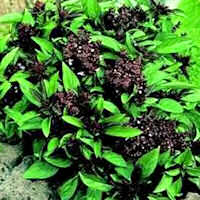 Basil Siam Queen 300 seeds