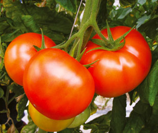 Tomato Adore 10 seeds