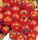 Tomato Gardeners Delight 50 seeds