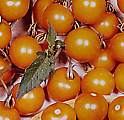 Tomato Sungold 10 seeds