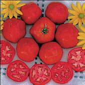 Tomato Druzba 15 seeds