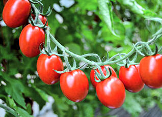 Tomato Tutti Frutti Disease Resistant 10 seeds