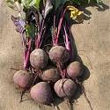 Beetroot Boltardy 500 seeds