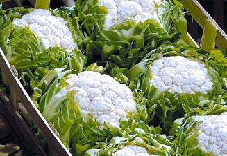 Cauliflower Redoubtable 25 seeds