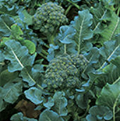 Calabrese Green Sprouting 500 Seeds