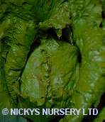 Lettuce Unicum 1000 seeds