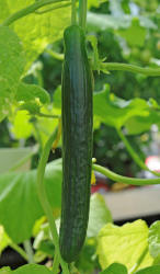 Cucumber Telegraph Improved 10 seeds
