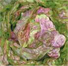Lettuce Marvel of Four Seasons 1000 seeds