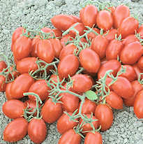 Tomato Mandurio 10 seeds