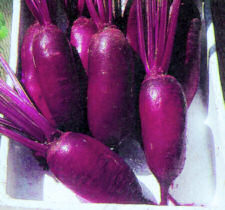 Beetroot Cylindra 500 seeds