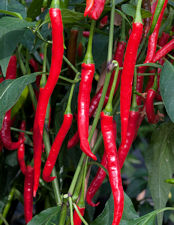 Chilli Curry Chilli 10 seeds