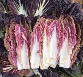 Chinese Cabbage Miss Hong 50 seeds
