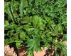 Herb Salad Leaf Mixture 600 seeds
