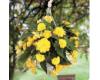 Begonia. Nonstop Joy Yellow 30 Pelleted seeds