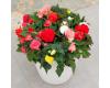 Begonia. Fortune Mixed 30 Pelleted seeds
