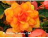 Begonia. Supercascade Apricot Shades 20 pelleted seeds