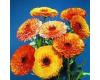 Calendula. Touch of Red 80 seeds