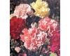Carnation. Chabaud Mixed 160 seeds