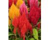 Celosia. First Flame Mixed 30 pelleted seeds