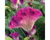 Celosia. Fandance Purple 20 seeds