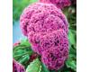 Celosia. King Coral 20 seeds