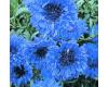 Cornflower. Blue Diadem 180 seeds