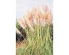 Pampas Grass. Pink Feather 100 seeds