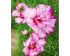 Cosmos. Double Take 25 seeds