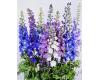 Delphinium. Pacific Giants Round Table Mixed  70 seeds