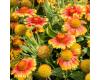 Gaillardia. Mesa Bright Bicolour 15 seeds