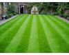 Formal Lawn seed and Greens