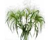 Grasses. Panicum Fontaine  40 seeds