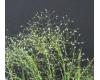 Grasses. Agrostis nebulosa 600 seeds