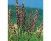 Grasses. Melica transsilvanica Red Spire 50 seeds