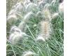 Grasses. Pennisetum Villosum 80 seeds