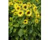 Helianthus. Sunflower Garden Statement 40 seeds
