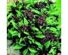 Basil Siam Queen 300 seeds