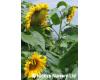 Helianthus. Sunflower Tall Single 80 seeds