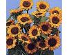 Helianthus. Sunflower Sonja 30 seeds
