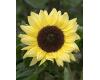 Helianthus. Sunflower Valentine 25 seeds