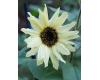Helianthus. Sunflower Moonwalker 30 seeds