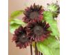 Helianthus. Sunflower Red Hedge 10 seeds
