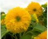 Helianthus. Sunflower Superted 15 seeds