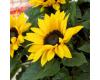 Helianthus. Sunflower Sunsation Yellow 10 seeds