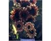 Helianthus. Sunflower Ruby Eclipse 15 seeds