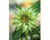 Helianthus. Sunflower Sun-Fill Green 10 seeds